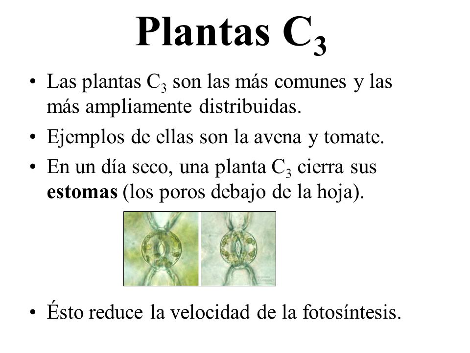 Plantas C3 Las plantas C3 son las más comunes y las más ampliamente distribuidas. Ejemplos de ellas son la avena y tomate.