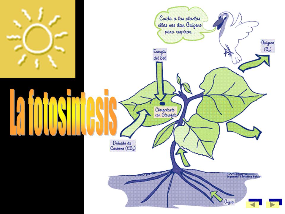 La fotosintesis.