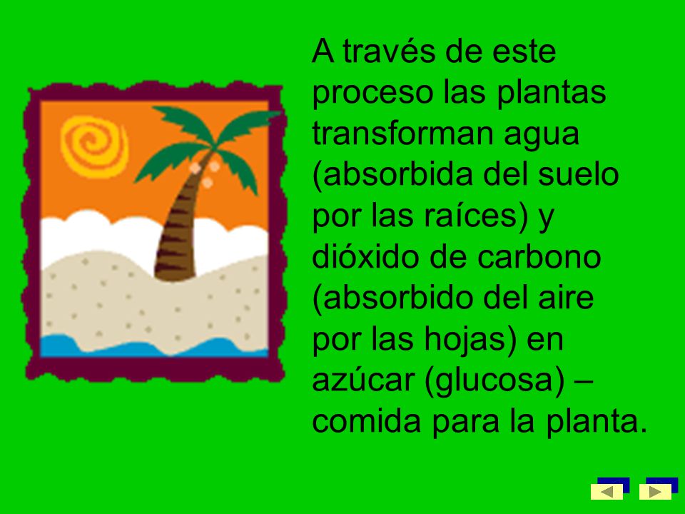 A través de este proceso las plantas transforman agua (absorbida del suelo por las raíces) y dióxido de carbono (absorbido del aire por las hojas) en azúcar (glucosa) –comida para la planta.