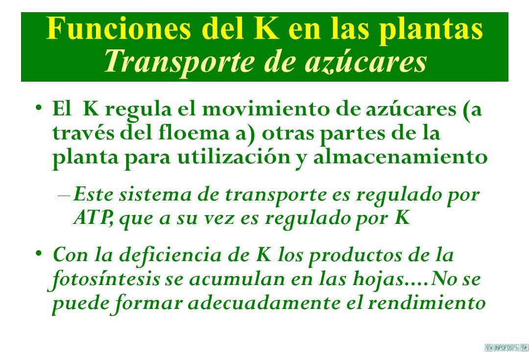 Funciones del K en las plantas Transporte de azúcares