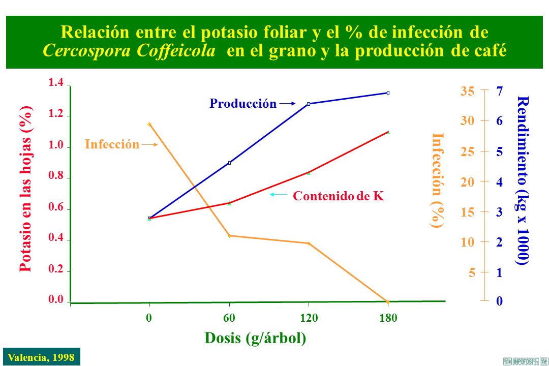 Relación entre el potasio foliar y el % de infección de Cercospora Coffeicola en el grano y la producción de café