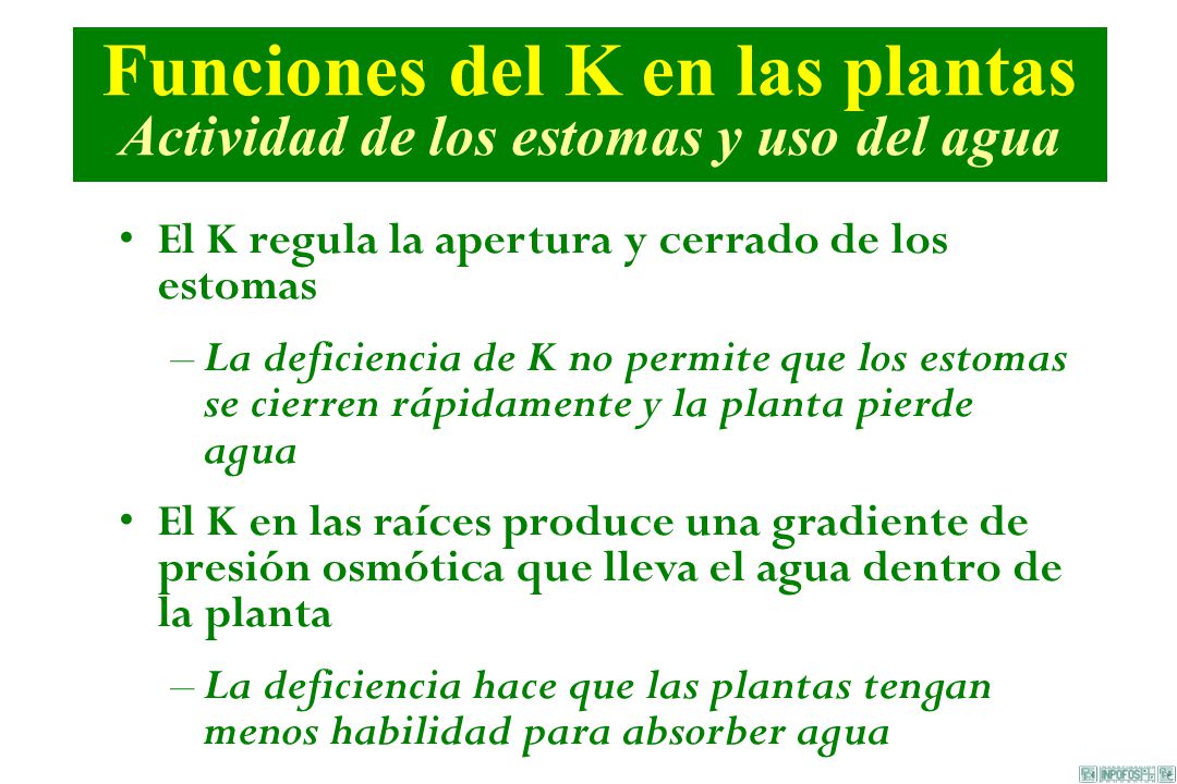 Funciones del K en las plantas Actividad de los estomas y uso del agua