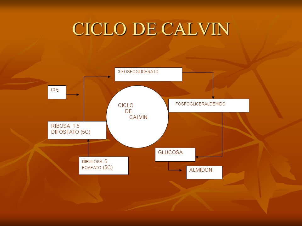 CICLO DE CALVIN CICLO DE CALVIN 3 FOSFOGLICERALDEHIDO