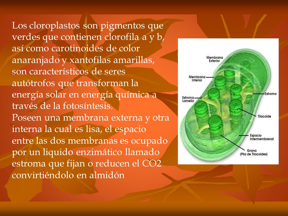 Los cloroplastos son pigmentos que verdes que contienen clorofila a y b, así como carotinoides de color anaranjado y xantofilas amarillas, son característicos de seres autótrofos que transforman la energía solar en energía química a través de la fotosíntesis.