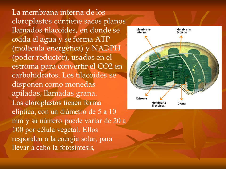 La membrana interna de los cloroplastos contiene sacos planos llamados tilacoides, en donde se oxida el agua y se forma ATP (molécula energética) y NADPH (poder reductor), usados en el estroma para convertir el CO2 en carbohidratos. Los tilacoides se disponen como monedas apiladas, llamadas grana.