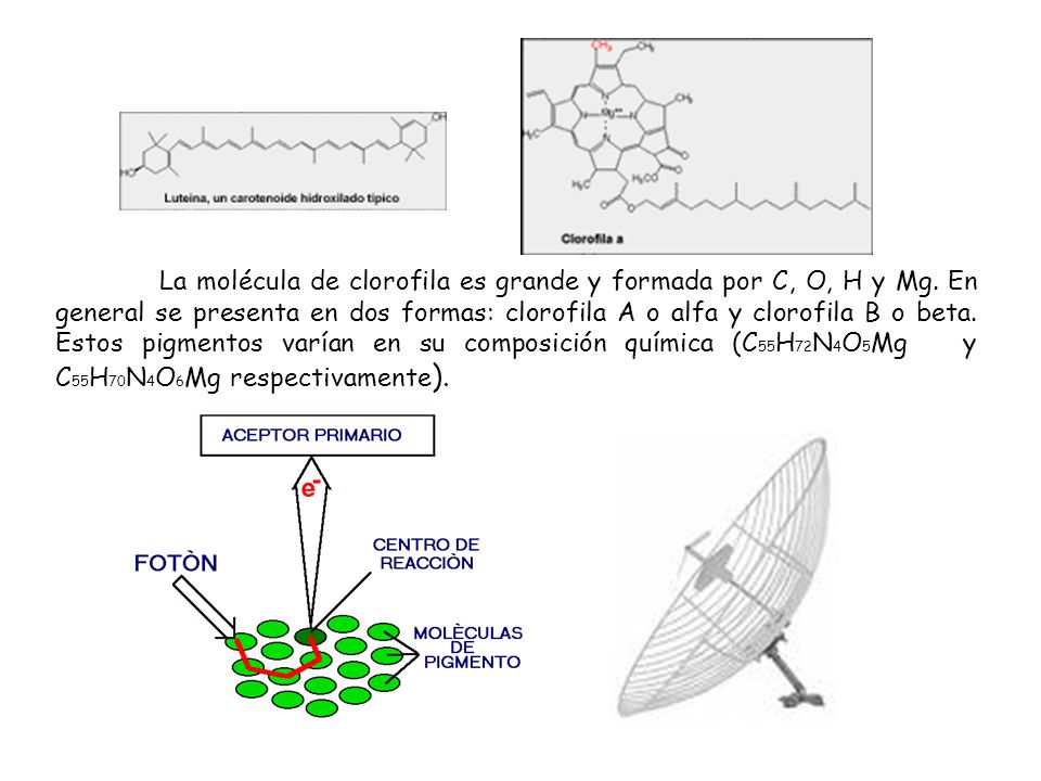 La molécula de clorofila es grande y formada por C, O, H y Mg