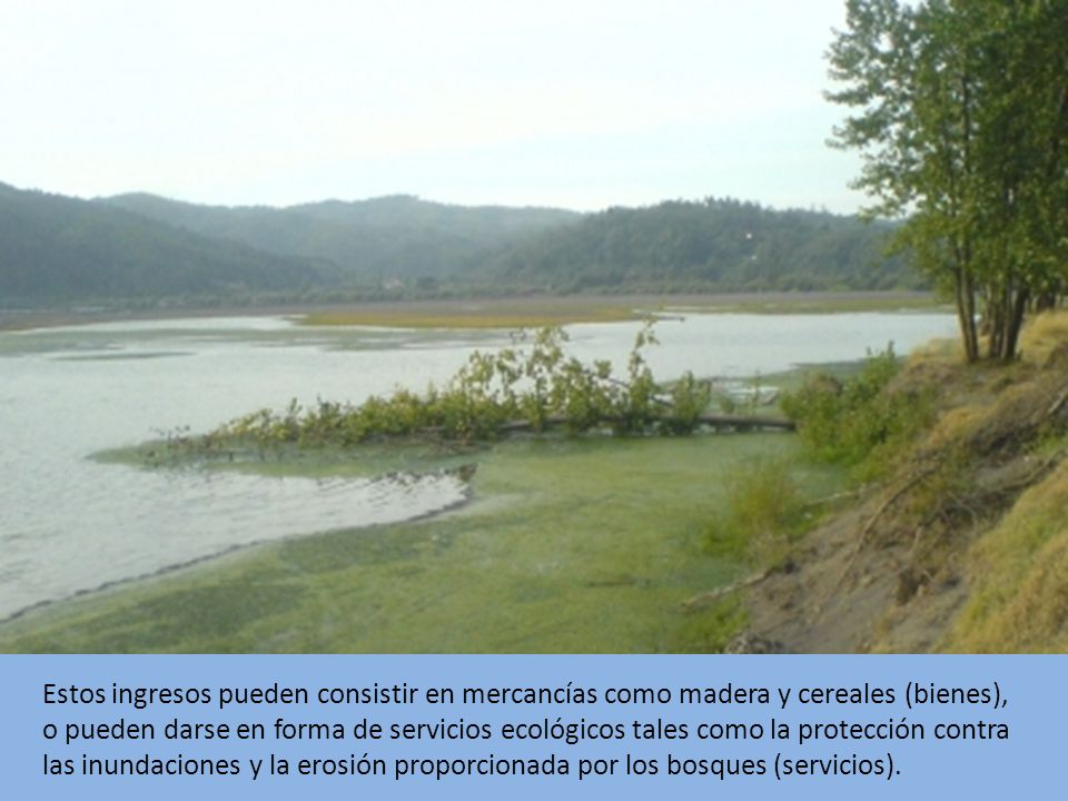 Estos ingresos pueden consistir en mercancías como madera y cereales (bienes), o pueden darse en forma de servicios ecológicos tales como la protección contra las inundaciones y la erosión proporcionada por los bosques (servicios).