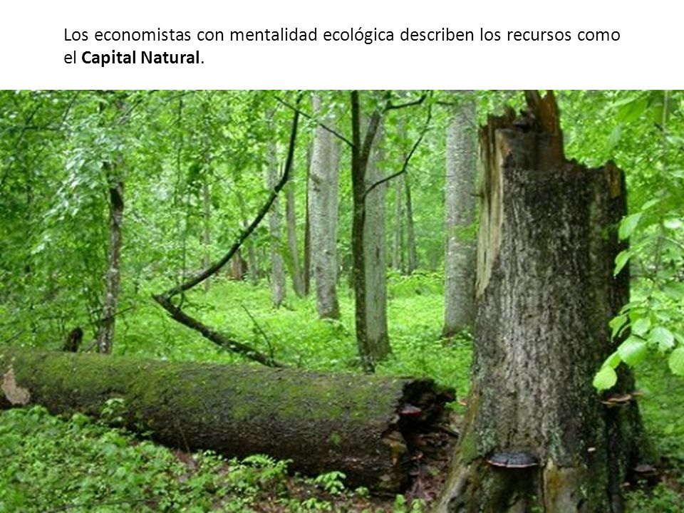 Los economistas con mentalidad ecológica describen los recursos como el Capital Natural.