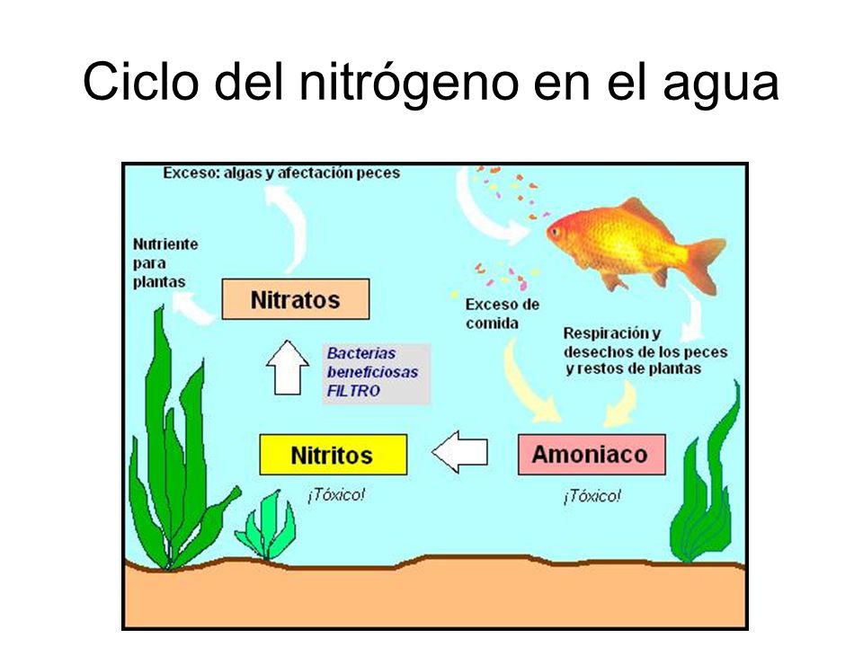 Ciclo del nitrógeno en el agua