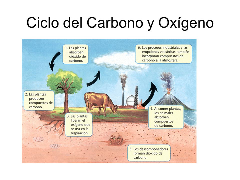 Ciclo del Carbono y Oxígeno