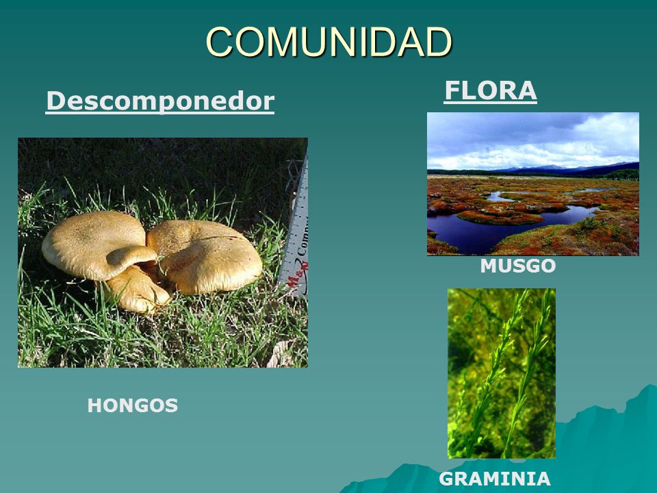 COMUNIDAD FLORA Descomponedor MUSGO HONGOS GRAMINIA