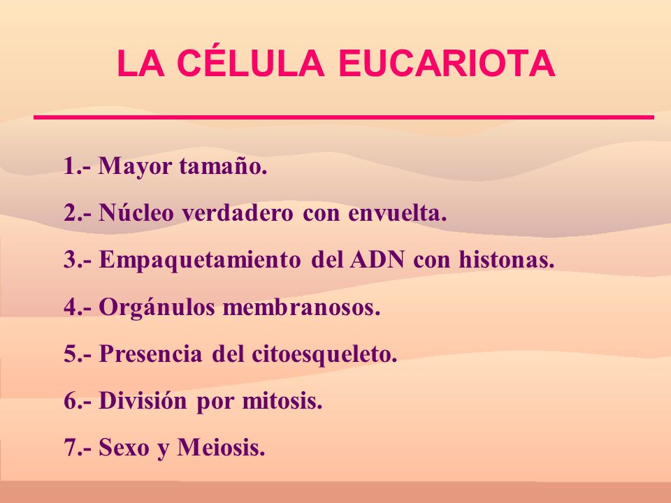 LA CÉLULA EUCARIOTA 2.- Núcleo verdadero con envuelta.