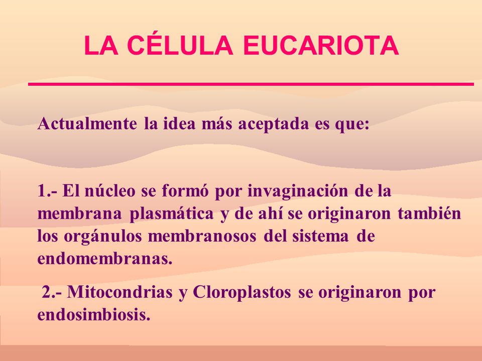 LA CÉLULA EUCARIOTA Actualmente la idea más aceptada es que: