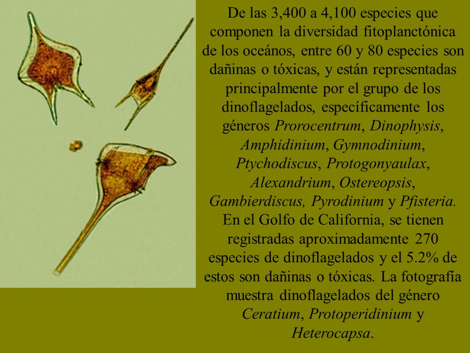 De las 3,400 a 4,100 especies que componen la diversidad fitoplanctónica de los oceános, entre 60 y 80 especies son dañinas o tóxicas, y están representadas principalmente por el grupo de los dinoflagelados, específicamente los géneros Prorocentrum, Dinophysis, Amphidinium, Gymnodinium, Ptychodiscus, Protogonyaulax, Alexandrium, Ostereopsis, Gambierdiscus, Pyrodinium y Pfisteria.