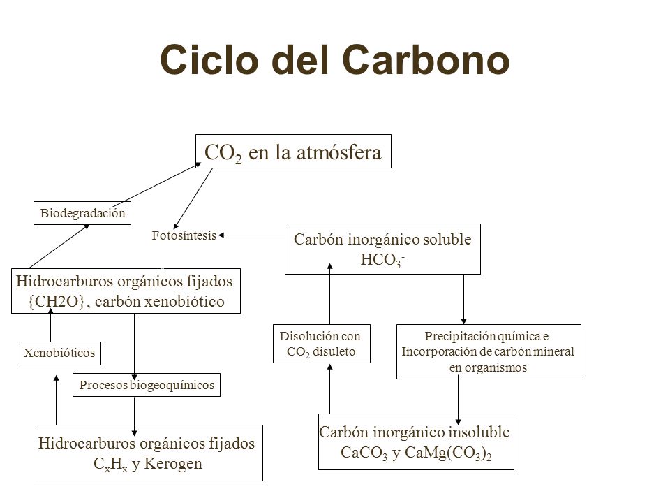 Ciclo del Carbono CO2 en la atmósfera Carbón inorgánico soluble HCO3-