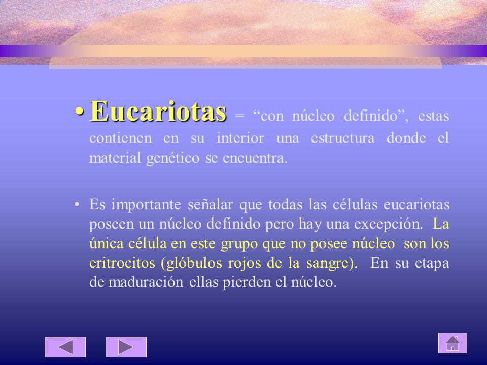Eucariotas = con núcleo definido , estas contienen en su interior una estructura donde el material genético se encuentra.
