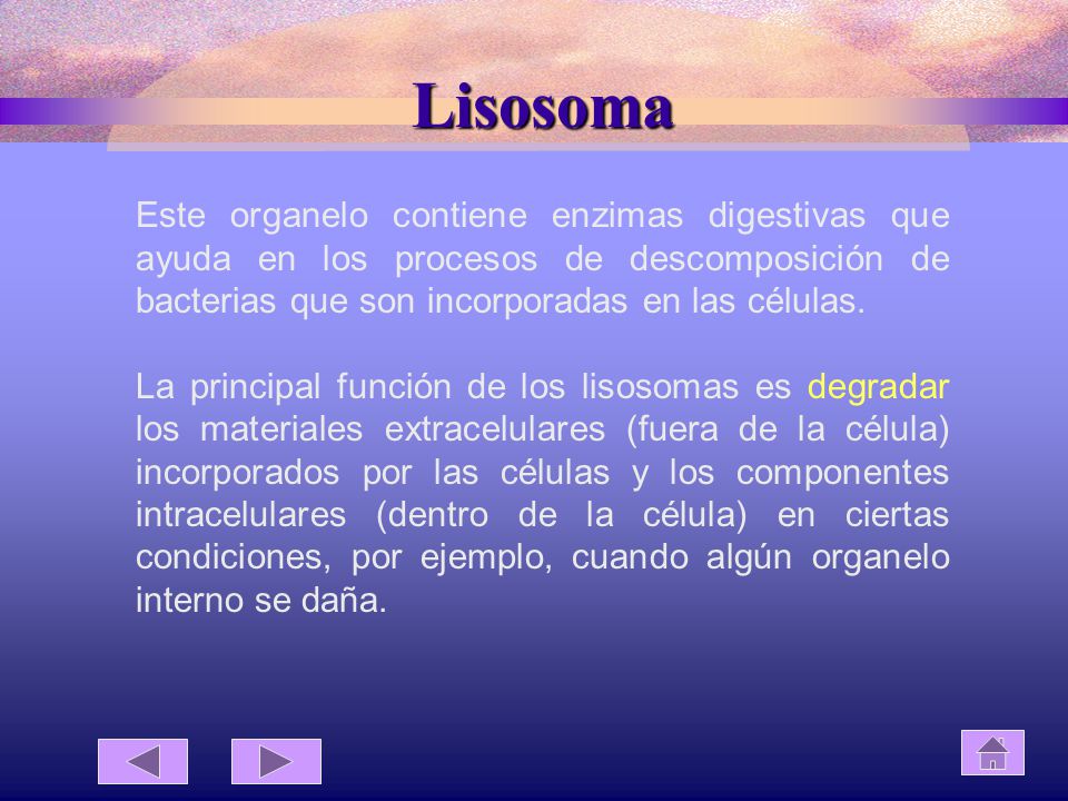 Lisosoma Este organelo contiene enzimas digestivas que ayuda en los procesos de descomposición de bacterias que son incorporadas en las células.