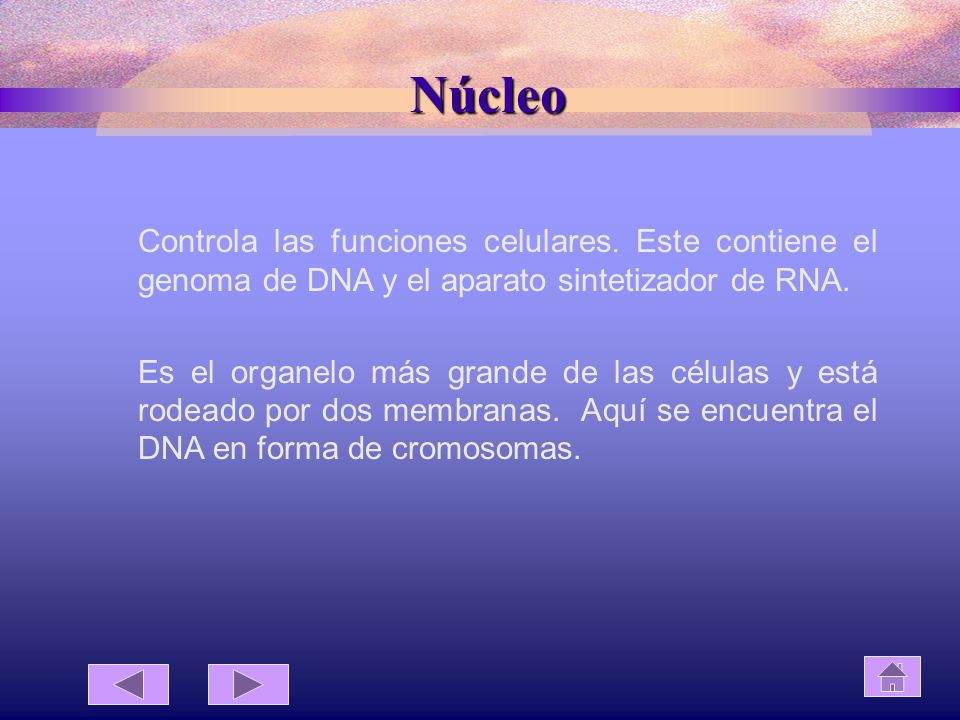 Núcleo Controla las funciones celulares. Este contiene el genoma de DNA y el aparato sintetizador de RNA.