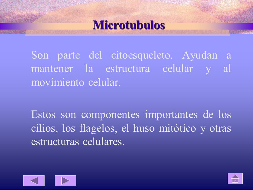 Microtubulos Son parte del citoesqueleto. Ayudan a mantener la estructura celular y al movimiento celular.