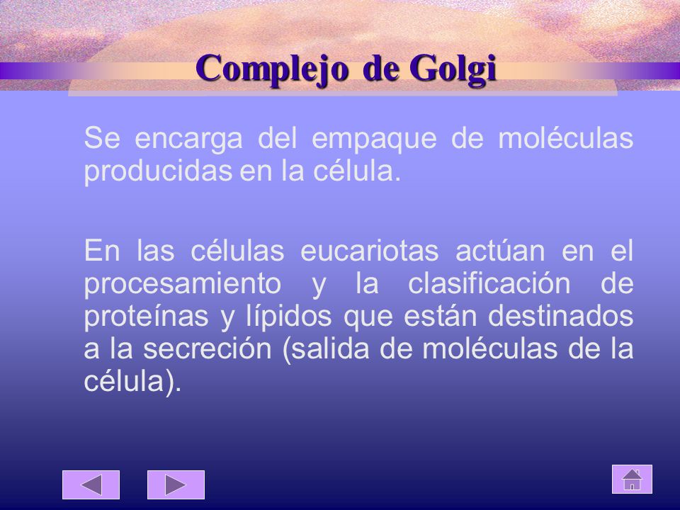 Complejo de Golgi Se encarga del empaque de moléculas producidas en la célula.