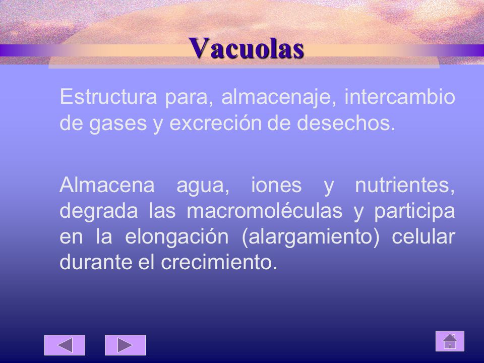 Vacuolas Estructura para, almacenaje, intercambio de gases y excreción de desechos.