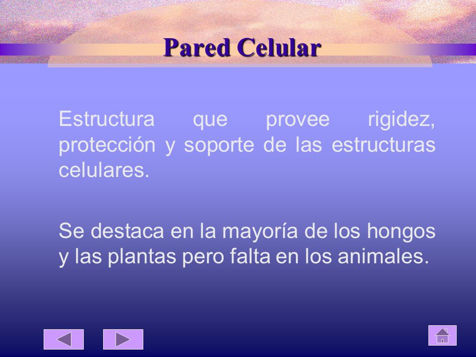Pared Celular Estructura que provee rigidez, protección y soporte de las estructuras celulares.