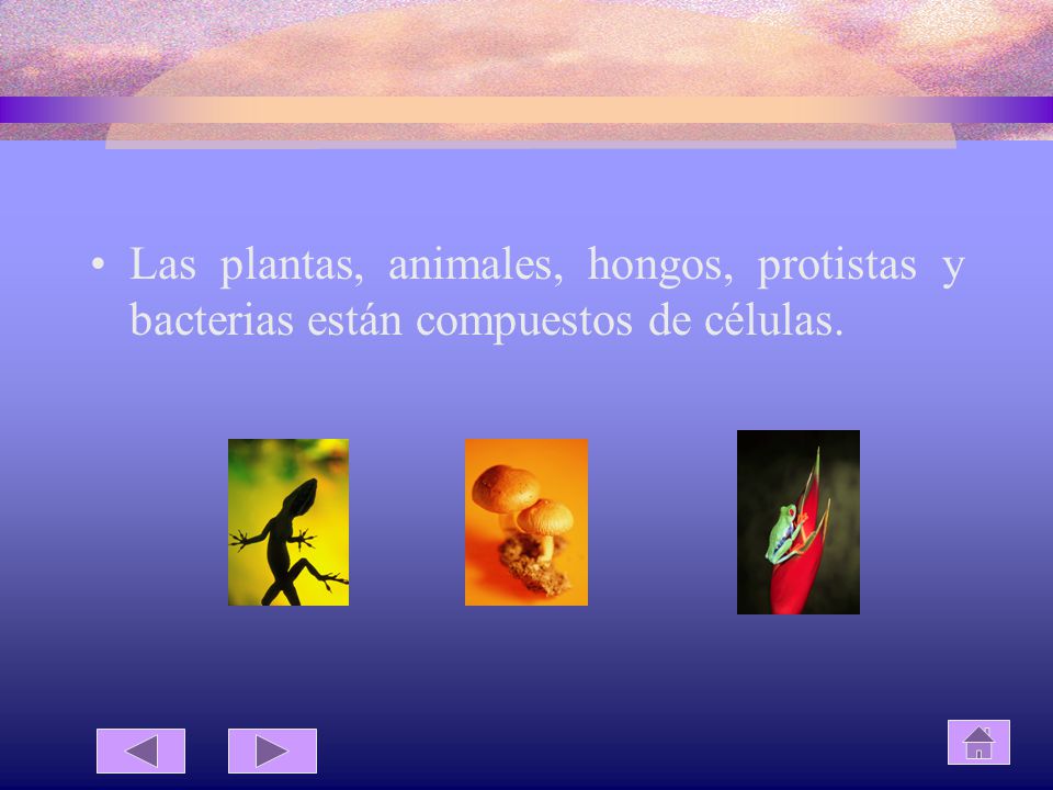 Las plantas, animales, hongos, protistas y bacterias están compuestos de células.