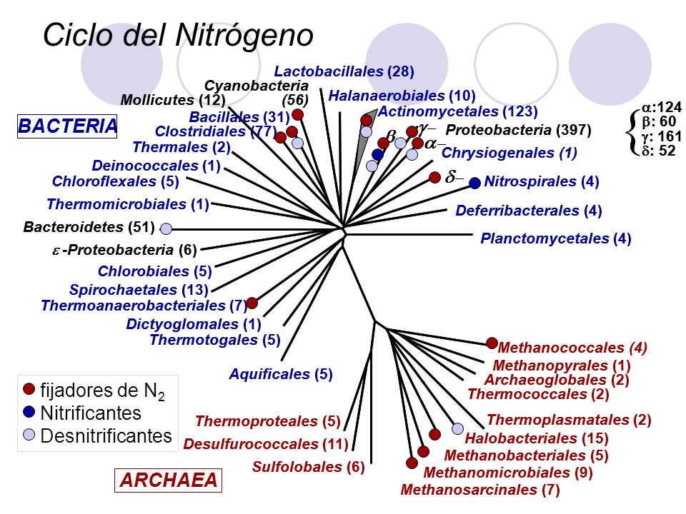 { Ciclo del Nitrógeno g- d- ARCHAEA BACTERIA a- b- fijadores de N2