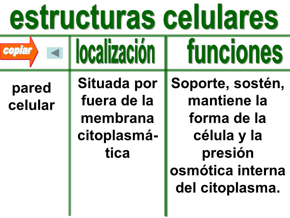 estructuras celulares Situada por fuera de la membrana citoplasmá-tica