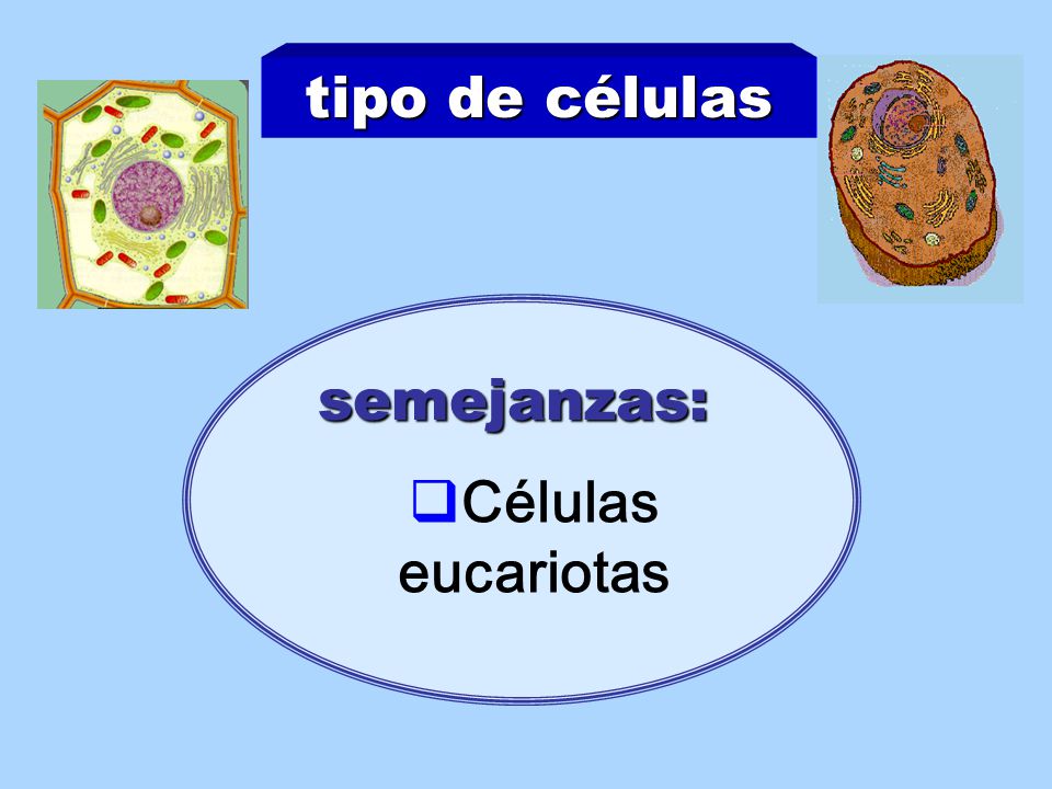 tipo de células semejanzas: Células eucariotas