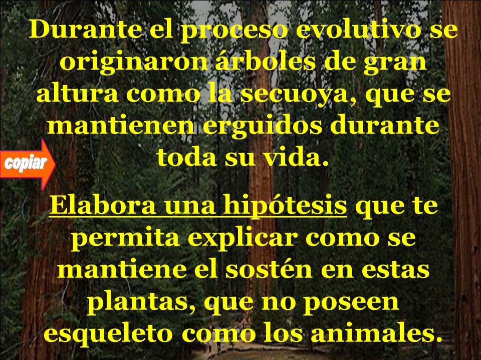 Durante el proceso evolutivo se originaron árboles de gran altura como la secuoya, que se mantienen erguidos durante toda su vida.
