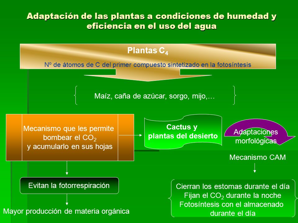 Nº de átomos de C del primer compuesto sintetizado en la fotosíntesis