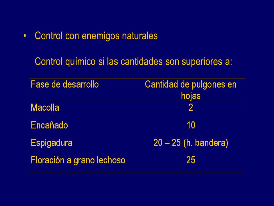Control con enemigos naturales Control químico si las cantidades son superiores a: