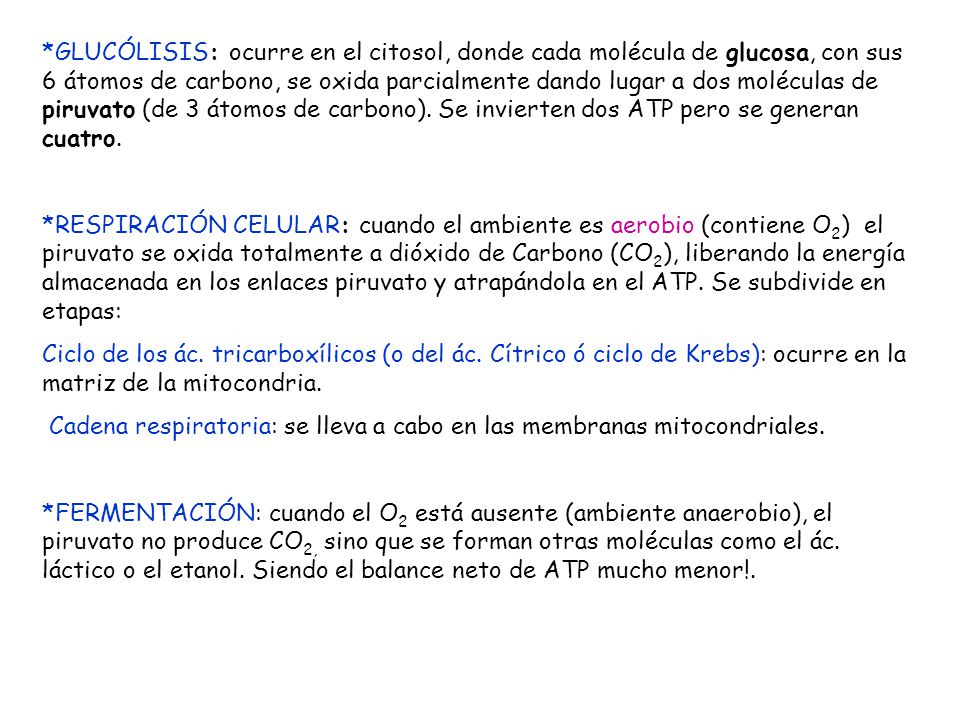 *GLUCÓLISIS: ocurre en el citosol, donde cada molécula de glucosa, con sus 6 átomos de carbono, se oxida parcialmente dando lugar a dos moléculas de piruvato (de 3 átomos de carbono). Se invierten dos ATP pero se generan cuatro.