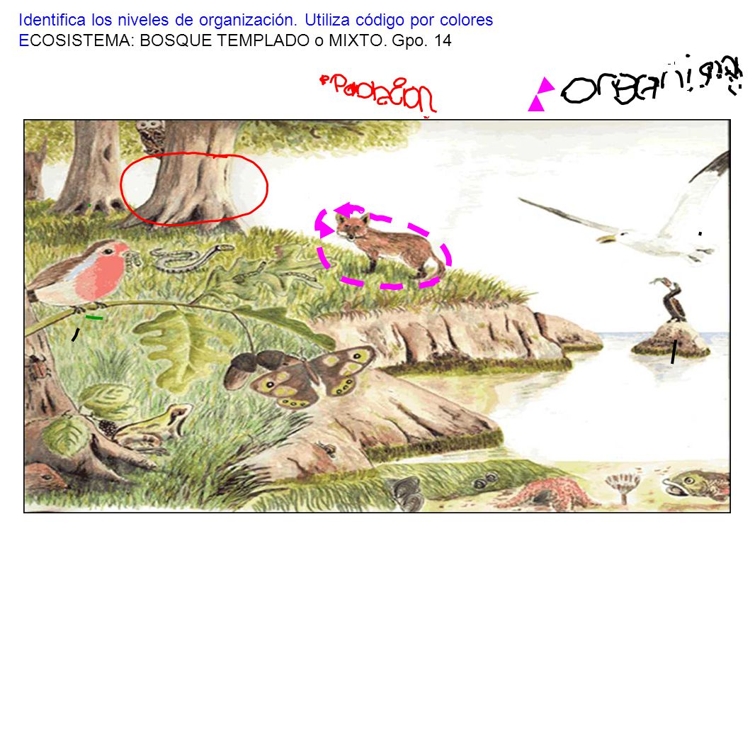 Identifica los niveles de organización. Utiliza código por colores