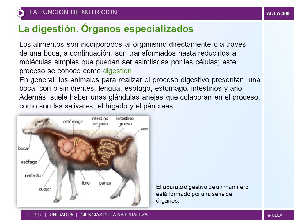 La digestión. Órganos especializados