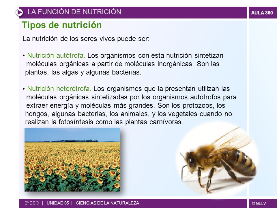 Tipos de nutrición LA FUNCIÓN DE NUTRICIÓN