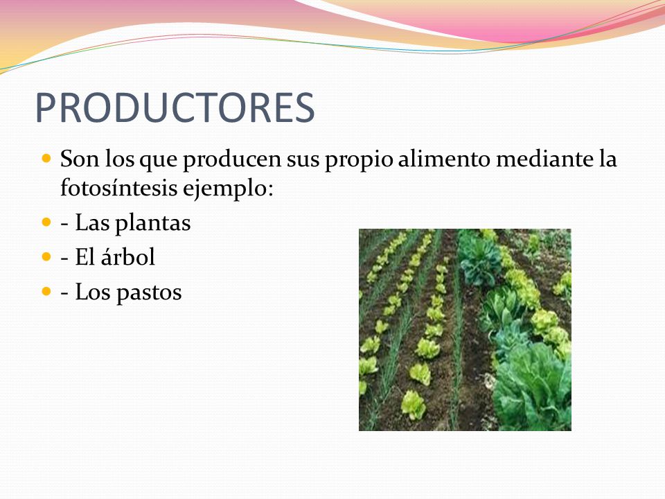 PRODUCTORES Son los que producen sus propio alimento mediante la fotosíntesis ejemplo: - Las plantas.