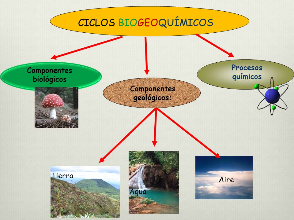 Componentes biológicos Componentes geológicos: