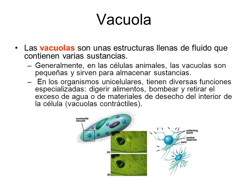Vacuola Las vacuolas son unas estructuras llenas de fluido que contienen varias sustancias.