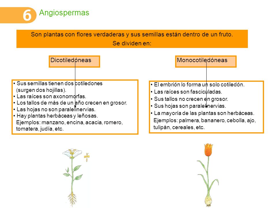 Angiospermas Son plantas con flores verdaderas y sus semillas están dentro de un fruto. Se dividen en: