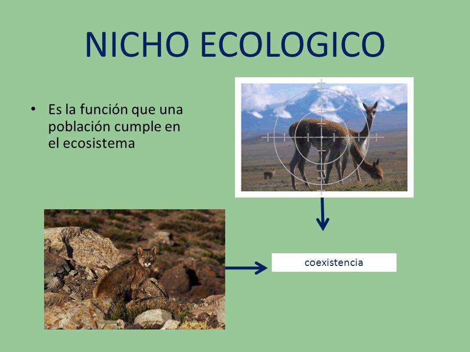 NICHO ECOLOGICO Es la función que una población cumple en el ecosistema coexistencia