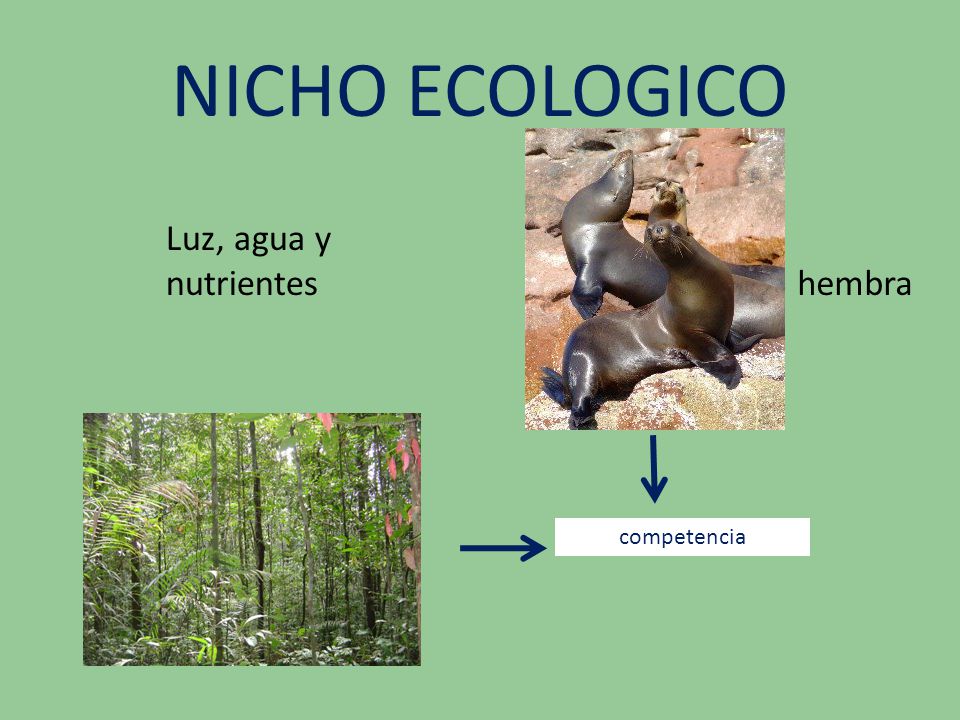 NICHO ECOLOGICO Luz, agua y nutrientes hembra competencia
