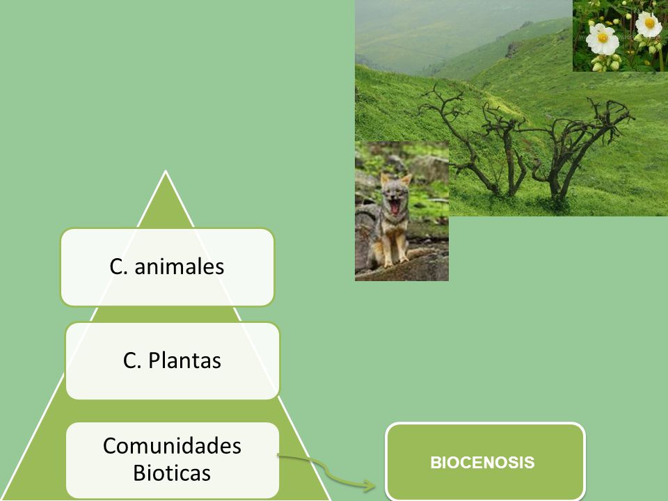 Comunidades Bioticas C. Plantas C. animales BIOCENOSIS