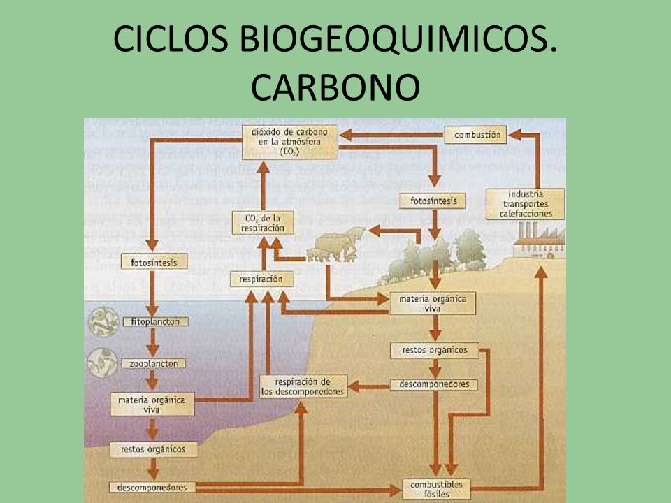 CICLOS BIOGEOQUIMICOS. CARBONO