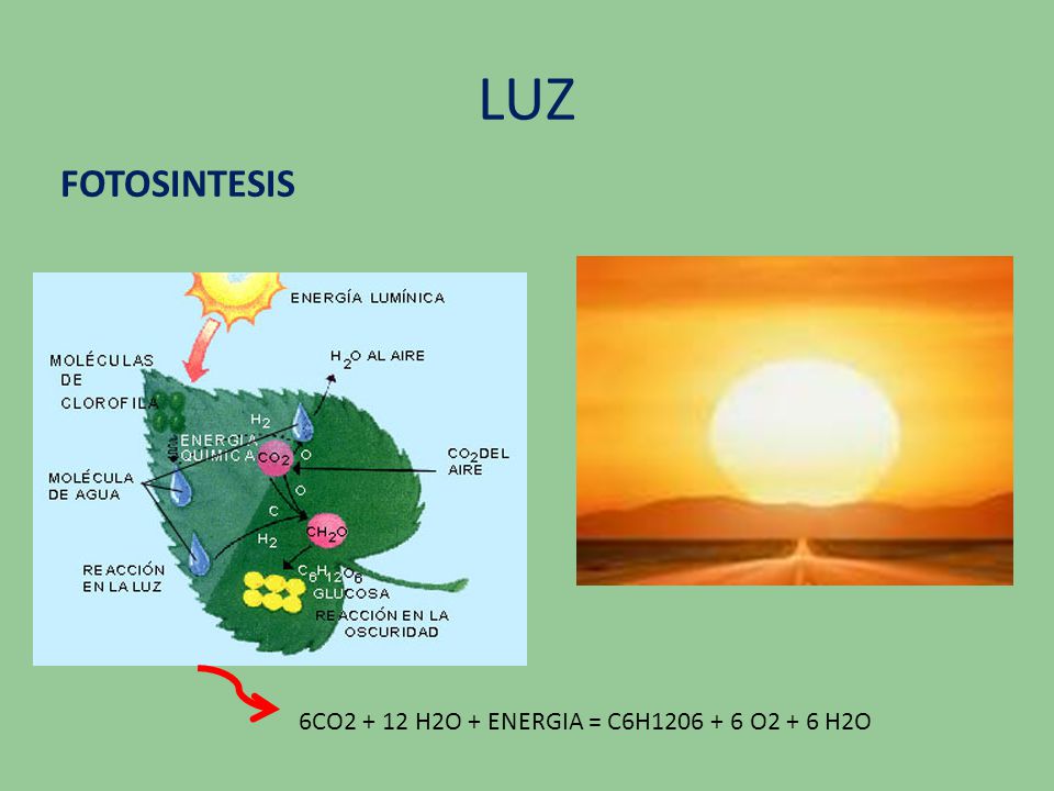 LUZ FOTOSINTESIS 6CO H2O + ENERGIA = C6H O2 + 6 H2O