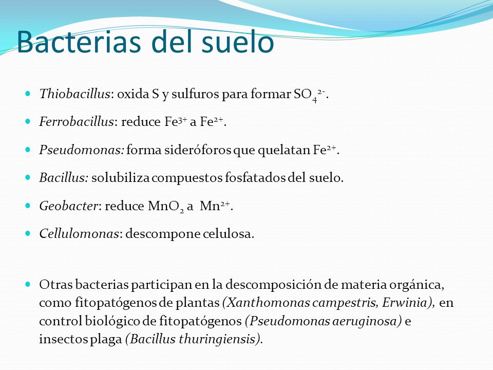 Bacterias del suelo Thiobacillus: oxida S y sulfuros para formar SO42-. Ferrobacillus: reduce Fe3+ a Fe2+.