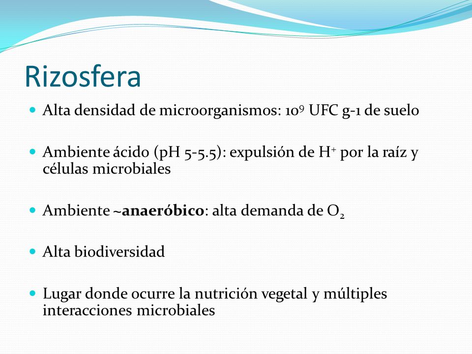 Rizosfera Alta densidad de microorganismos: 109 UFC g-1 de suelo