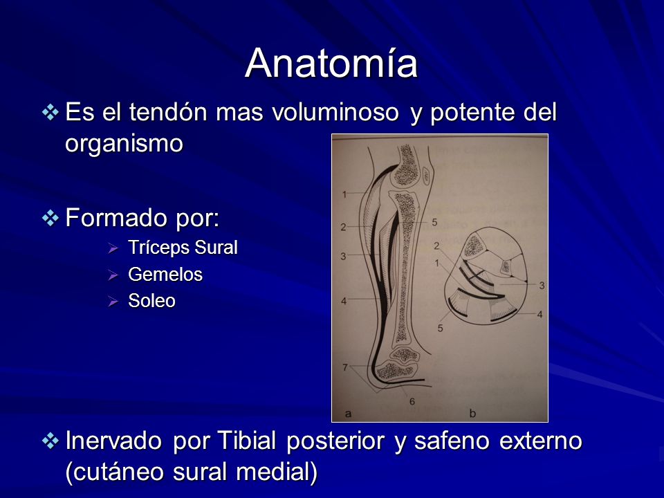 Anatomía Es el tendón mas voluminoso y potente del organismo