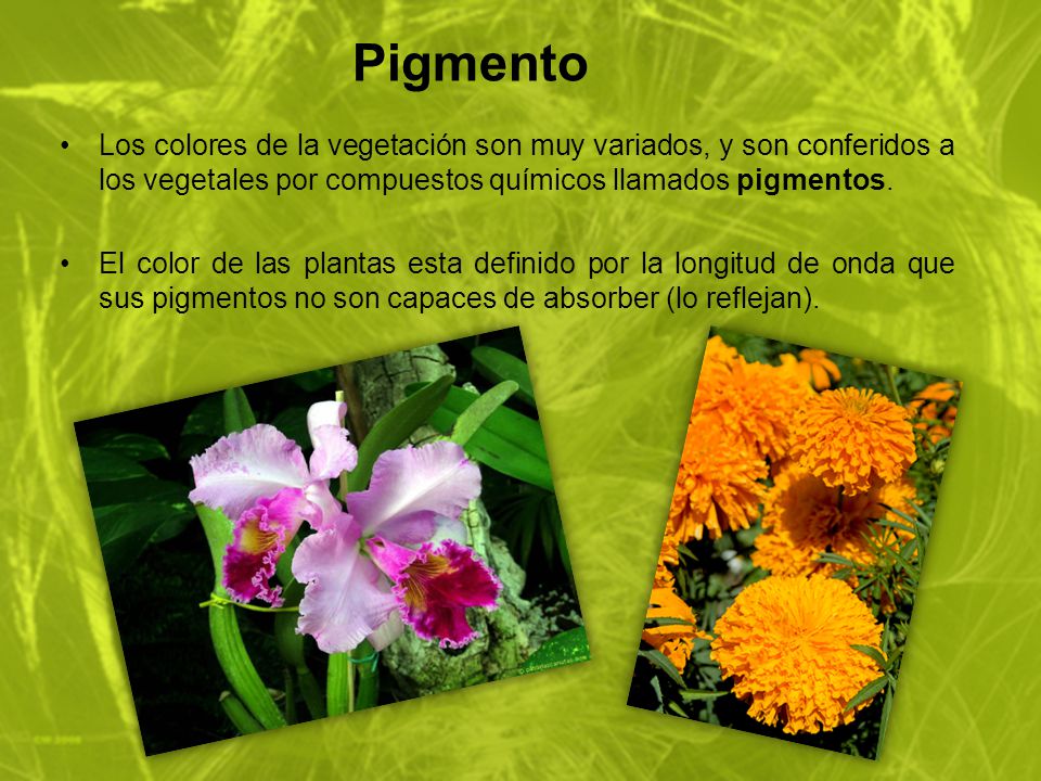 Pigmento Los colores de la vegetación son muy variados, y son conferidos a los vegetales por compuestos químicos llamados pigmentos.